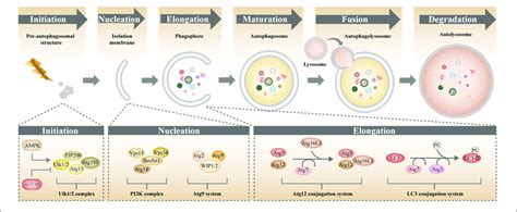 | Molecular mechanism of autophagy. Autophagy involves a series of ...