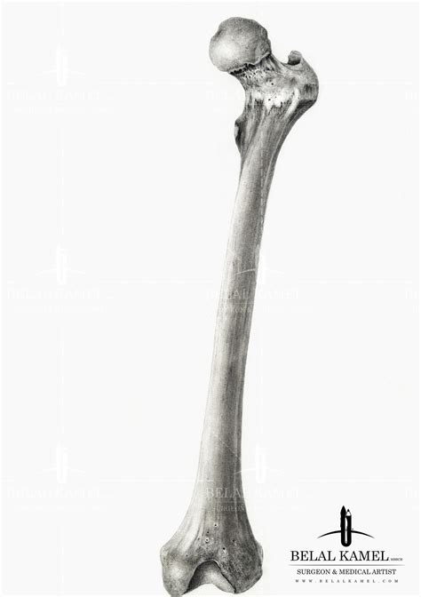 Femur Bone in Pencil by Belalkamel on DeviantArt