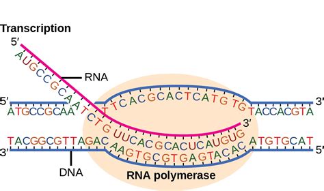 Prokaryotic Transcription | OpenStax Biology 2e