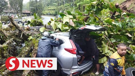 Falling tree crushes car in Cameron Highlands landslide | TheStarTV.com