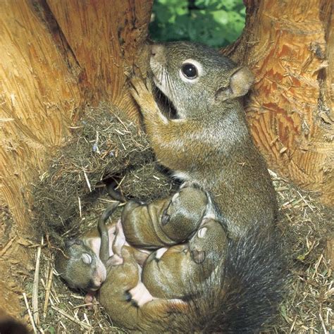 what sound do baby squirrels make - drawingofatreehouse