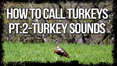 How To Call Turkeys Part 2: Turkey sounds - Turkey Hunting Tips - YouTube