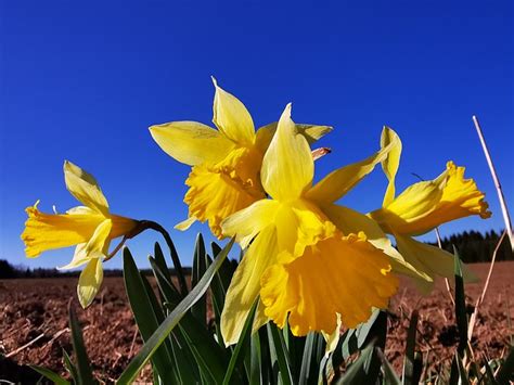 Yellow Daffodil Easter Bell - Free photo on Pixabay - Pixabay
