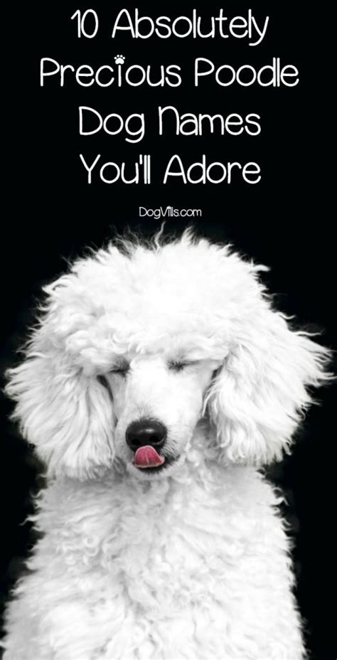 10 Absolutely Precious Poodle Dog Names You'll Adore - DogVills