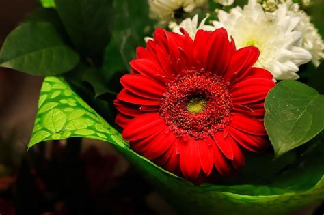 Premium Photo | Red gerbera flower in bouquet closeup