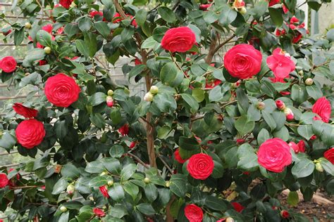 Camellia japonica - Wikipedia