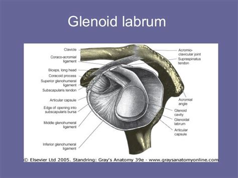 Shoulder anatomy