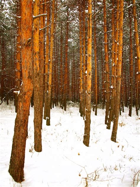 A winter pine tree forest stock image. Image of white - 9188643