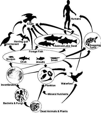 Human Food Chain Cycle