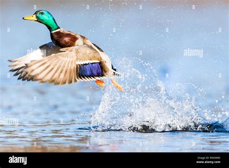 Male Mallard duck taking flight from the water in Marlborough Massachusetts Stock Photo - Alamy