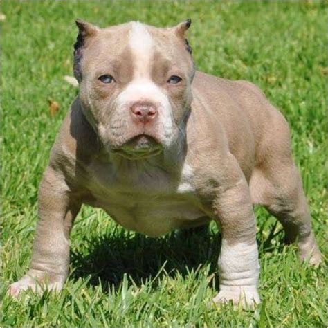 Imagenes de perros pitbull blue fawn - Imagui