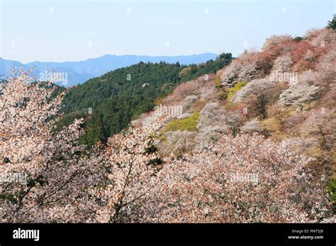 Yoshino mountain cherry blossoms Stock Photo - Alamy