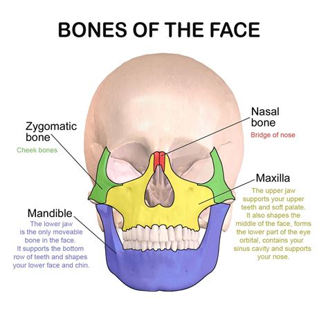 Facial bones and their function | Oral Surgery | Pinterest | Facial bones