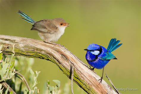 "Splendid Fairy-wren (Female & Male)" by Shelley Pearson | Redbubble