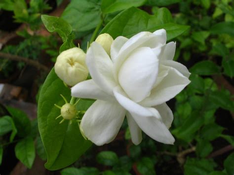 Malli Flower - Madurai - Multi Petal