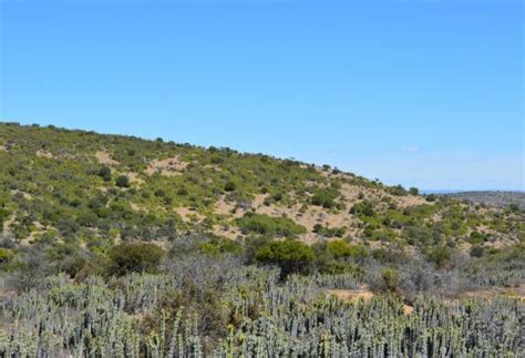 Through thicket and thin: Protecting this incredible biome