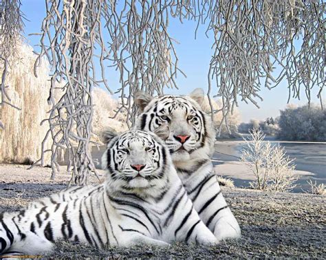 White Tiger Desktop Backgrounds - Wallpaper Cave