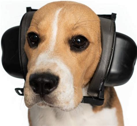 5 Best Dog Noise-Cancelling Headphones | RexiPets