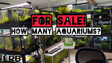 For Sale! Aquarium House Tour INSANE ROI! - YouTube