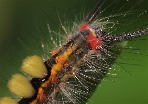 Wildeep's Illuminations: White-spotted Tussock Moth Caterpillar