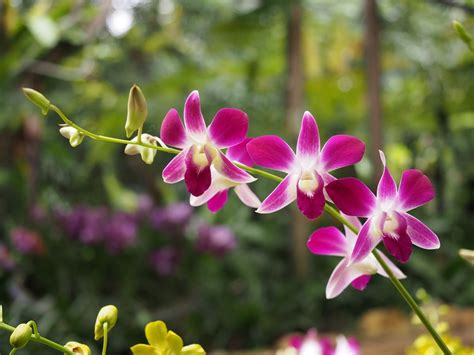 Best Orchid Gardens in the World to Visit