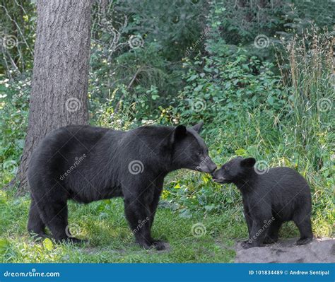 Black bear mother and cub stock image. Image of space - 101834489