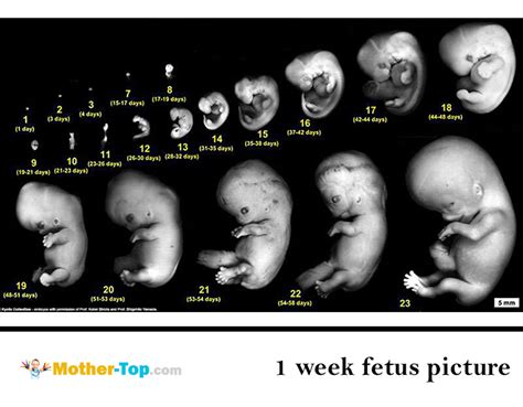 However, the first week of pregnancy is extremely important. Further fetus development and ...