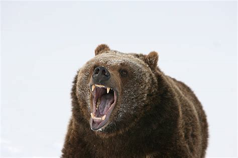 530+ Growling Bear Photos Stock Photos, Pictures & Royalty-Free Images ...