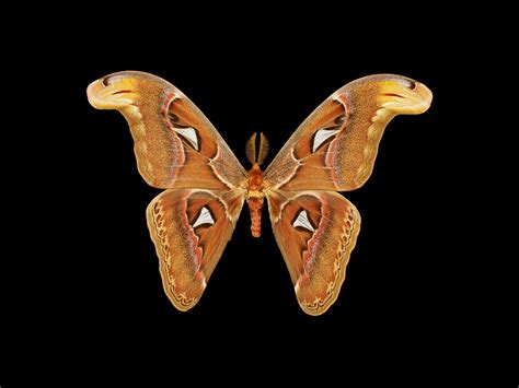 Atlas Moth | California Academy of Sciences