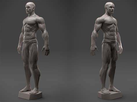 Male Anatomy Sculpture (MVY8M7U2C) by SculptorHec