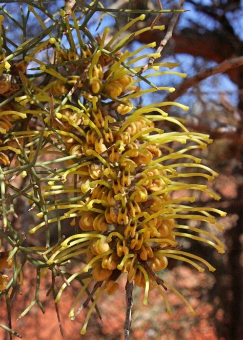 Australian Desert Plants - Proteaceae