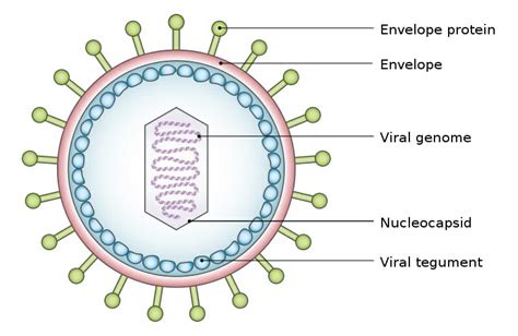 Zombie Virus: Know Everything About The 50,000 Year Old Virus