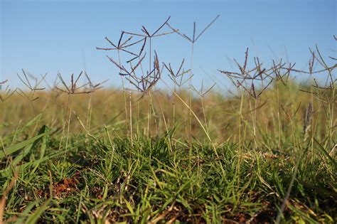 Cynodon dactylon plant NWP1 | Native, warm-season perennial,… | Flickr