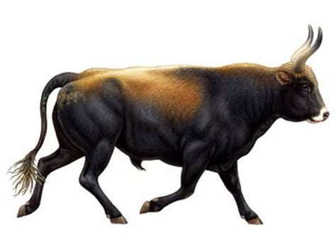 Aurochs | Endangered, Extinct, Newly Discovered & Rediscovered Animal…