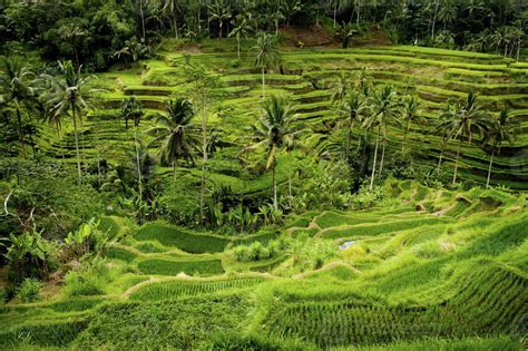 Bali Rice Terraces 1212352 Stock Photo at Vecteezy