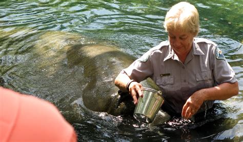 March 19, 2008 - Manatees at Homosassa Springs SP