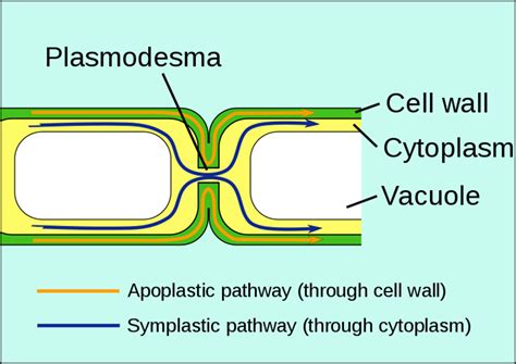 Apoplast: Meaning of Apoplast, Significance of Apoplast, Apo Plastic Transport- FlexiPrep