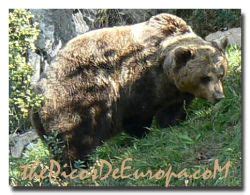 Picos de Europa Wildlife