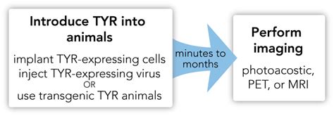 Tyrosinase Reporter Gene Lentiviral Vectors - Imanis Life Sciences