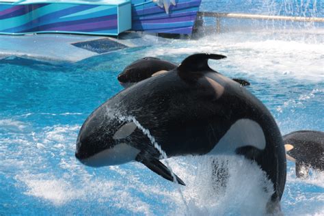 seaworld-249111 | The National Animal Care & Control Association Conference