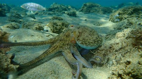 10 Fascinating Facts About Having a Pet Octopus