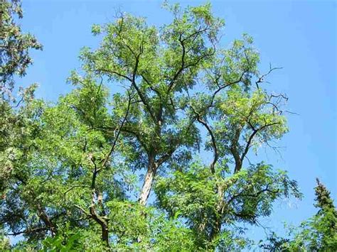 Types of Locust Trees with Identification Guide and Pictures