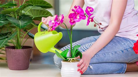 Watering Requirements for Orchids + 3 Watering Hacks