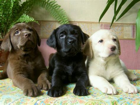 Labrador Retriever Dog Breeders Profiles and Pictures | Dog Breeders Profiles and Pictures