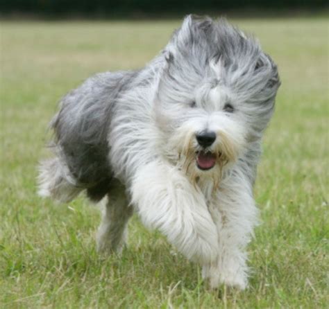 About Dog Old English Sheepdog: Basics of Old English Sheepdog Training