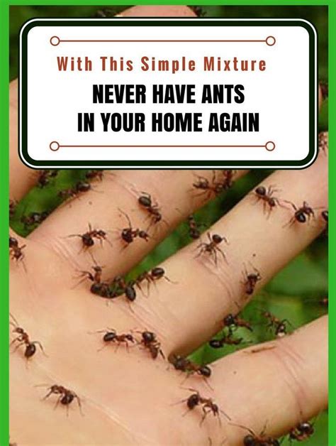 Make This Natural DIY Ant-Repellent Solution to Never See Ants in Your Home Ever Again! – mind ...