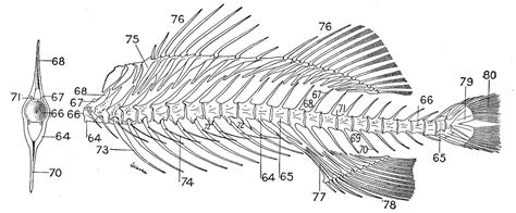 Fish Skeleton Labeled