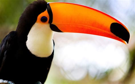 Toucan Wallpapers - Wallpaper Cave