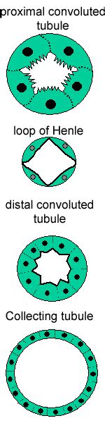 Renal Tubule Histology