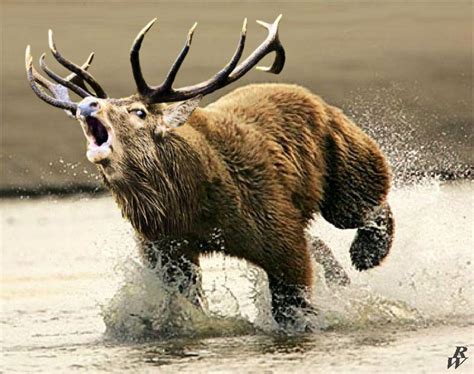 By request a Dear (Elk/grizzly hybrid) : r/HybridAnimals